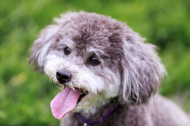 Bow is a schnauzer/poodle cross (Credit: Shutterstock)
