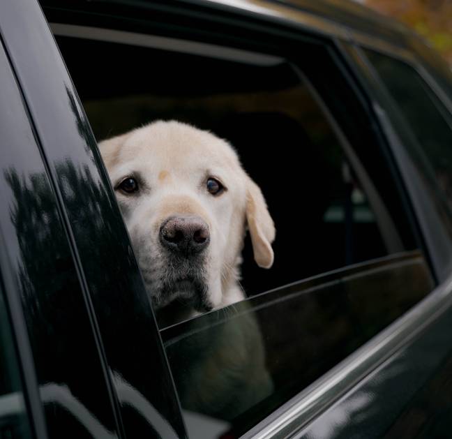 Rolling down the windows is not a good enough precaution animal experts warn (Credit: Unsplash)