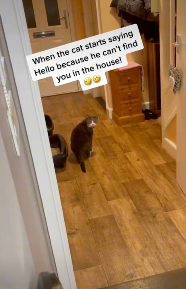 This cat was caught saying 'Hello' crystal clear. (Credit: TikTok/@mummy_c_cooksandcleans)