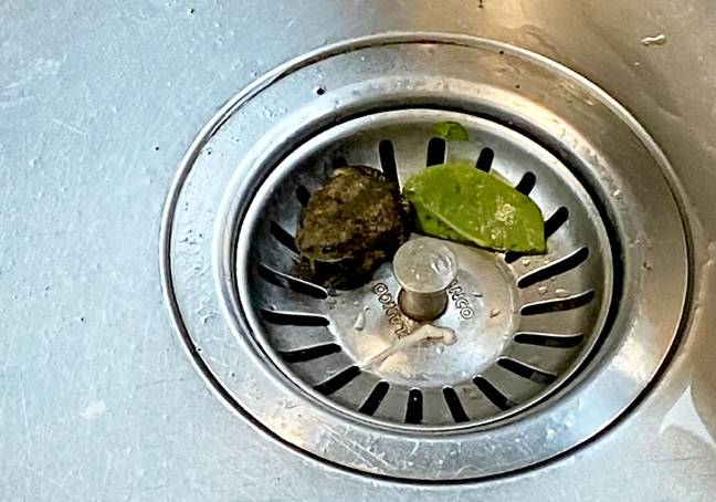 The family released the frog outside after finding it (Credit: SWNS)