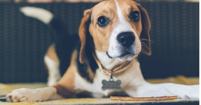 Make sure your dog is identifiable while in public.(Credit: Pexels)