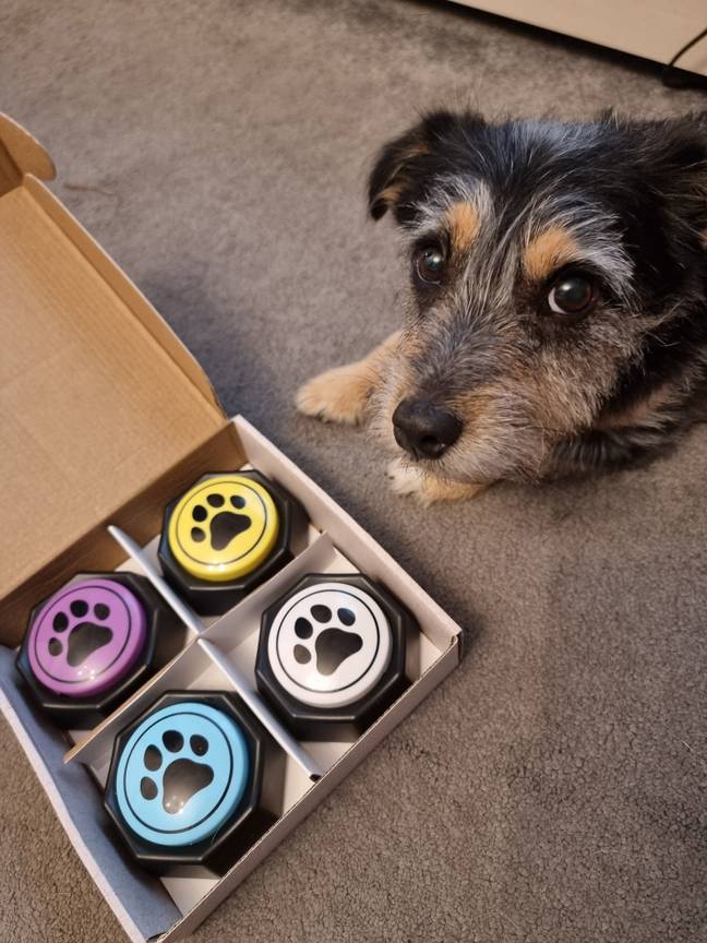 Catherine's dog Paisley getting to grips with the buzzers. Credit: Catherine Lamb