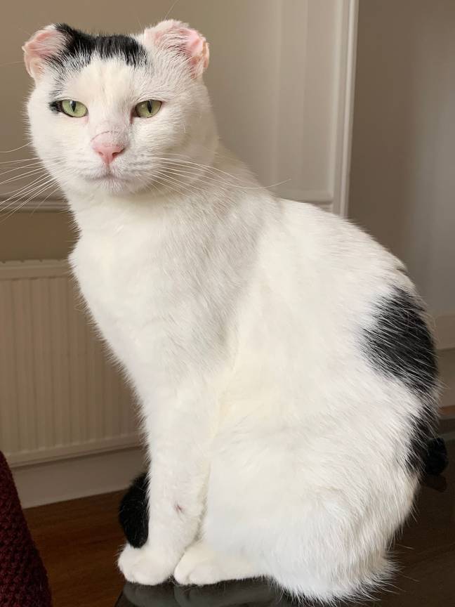 Pale-colour cats Dibbs and Gorgonzola (pictured) were recently brought into Cats Protection adoption centres, both with severely sunburnt ear tips that had turned cancerous and needed to be removed (Cats Protection).