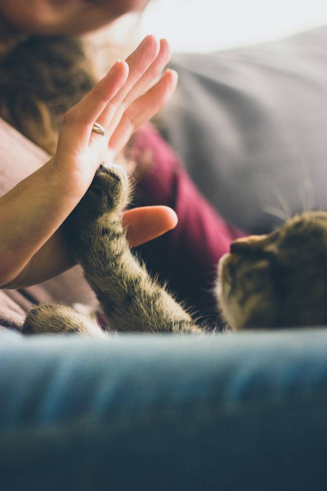 You'll be responsible for creating a fun and happy environment for pets (Credit: Unsplash)