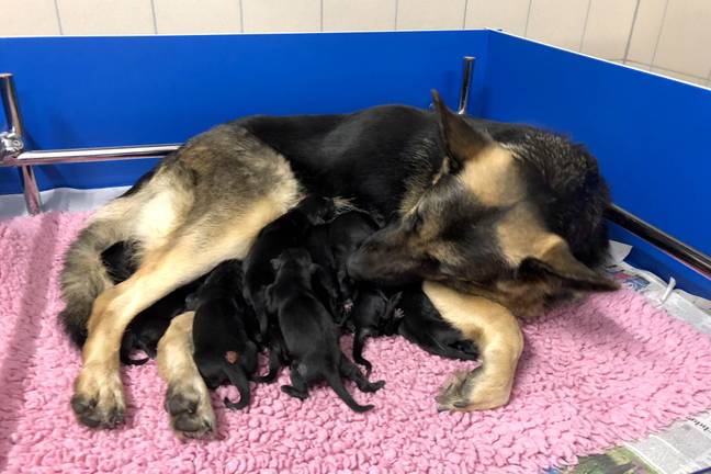 Unity's first litter is quite the handful (Credit: PA)