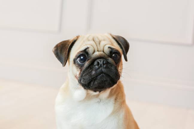 Pugs are more prone to skin and eye health issues. Credit: Alamy