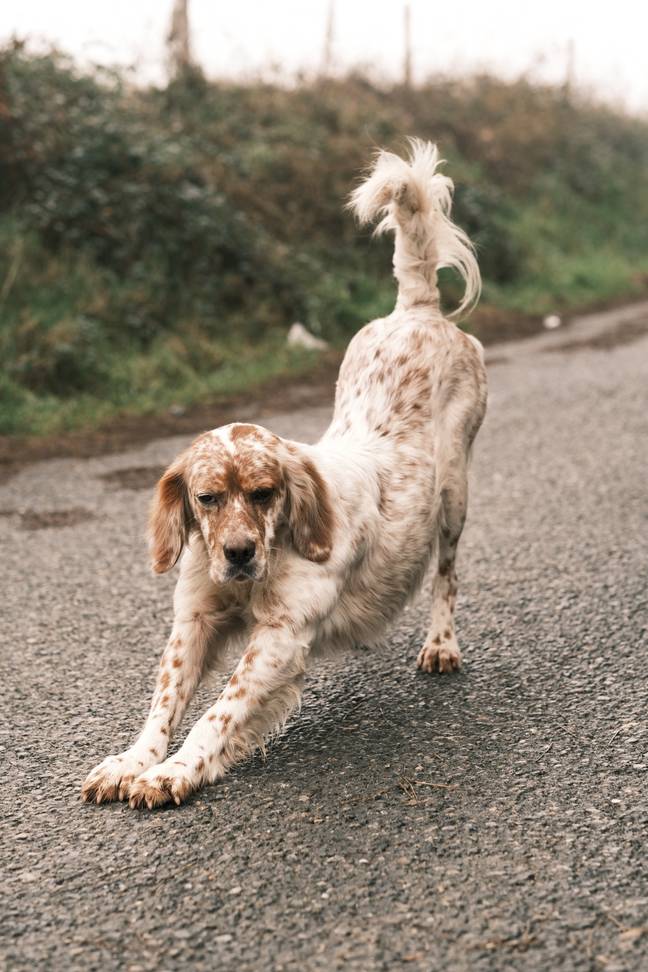 A pet owner has issued an urgent warning to others about the ‘big stretch’, whereby dogs stretch forwards in the ‘downward dog’-style yoga pose. Credit: Pexels