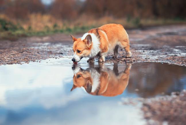 It's impossible to see what's at the bottom of a puddle (Credit: Shutterstock)