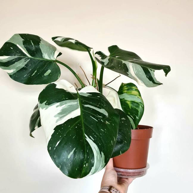 Philodendron White Princess. (Credit: Etsy)