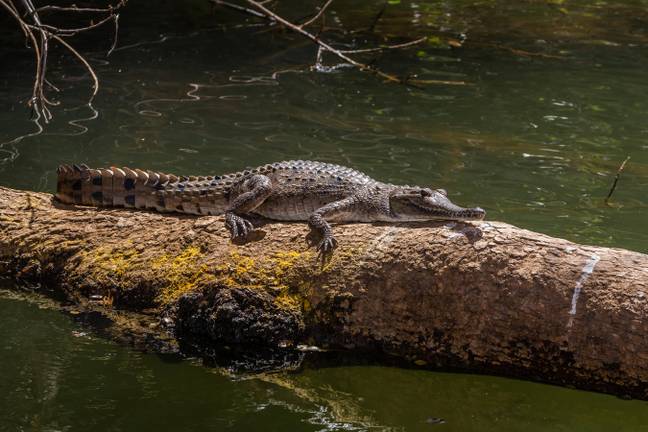 A freshwater crocodile in the Ord River, Kimberley. Credit: Alamy