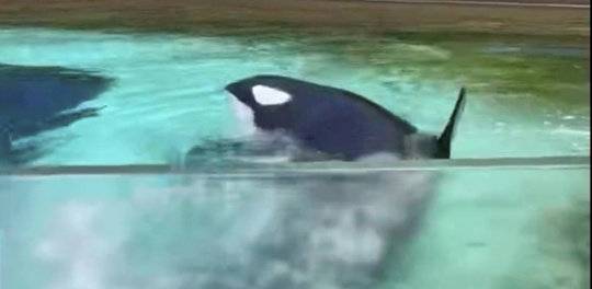 The killer whale is seen thrashing about in its secluded aquarium at MarineLand in Niagara Falls, Canada.  1 credit