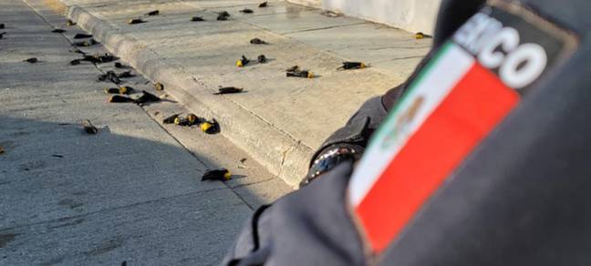 Officials overlooking dead birds on street (CEN)