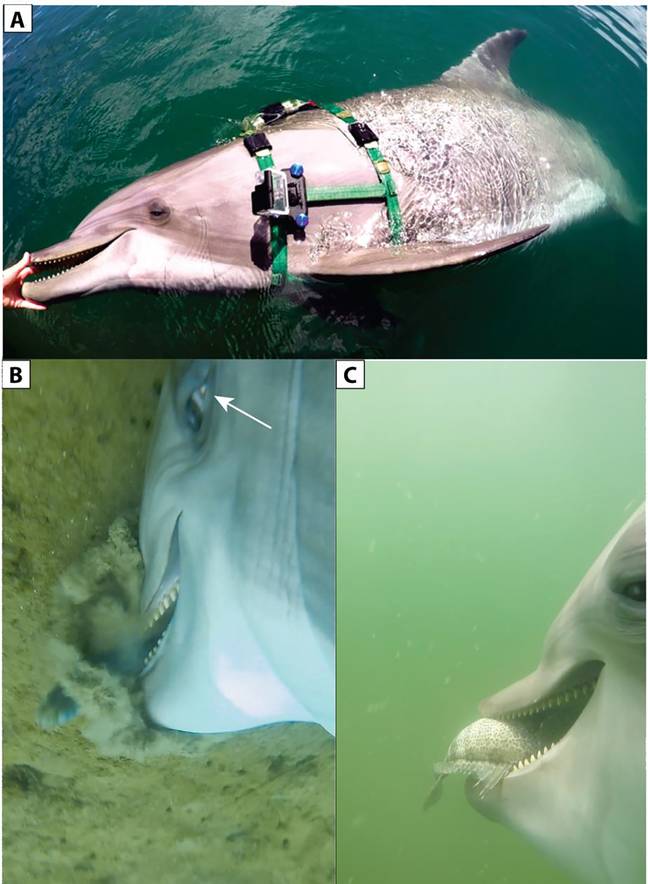 Scientists found dolphins giving the 'side-eye' in some GoPro footage. Credit: Plos One