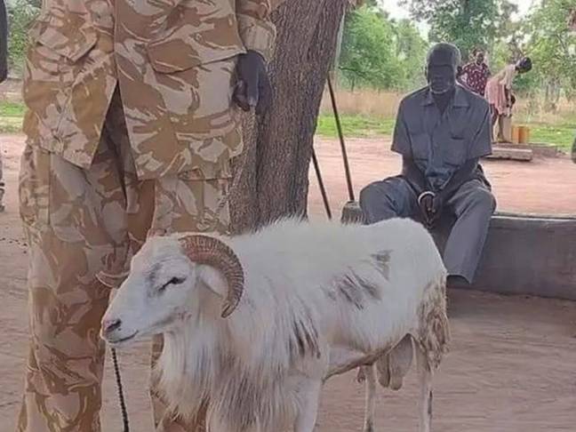 The ram was sentenced to three years in prison after it killed a woman. Credit: Twitter
