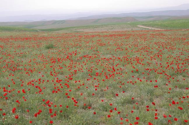 Poppy fields in Afghanistan (Alamy)