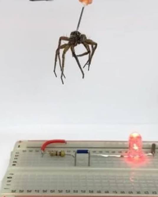 Researchers have turned dead wolf spiders into ‘necrobotics’. Credit: Rice University 