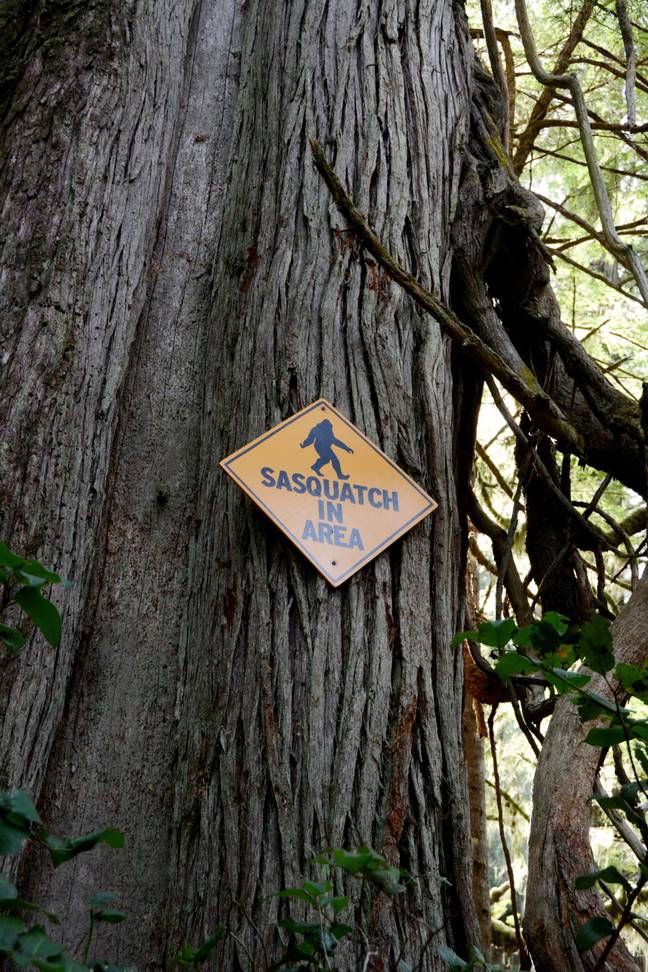 Bigfoot is said to have been spotted in the area. Credit: John Zada / Alamy Stock Photo