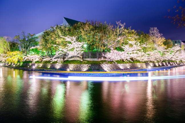 Cherry blossom festivals are a huge cultural event in Japan. Credit: Alamy