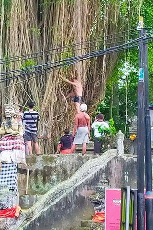 An Aussie holidaymaker has been fined and ordered to pray for forgiveness after climbing a sacred tree in Bali. Credit: Viral Press