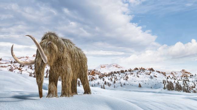 Woolly mammoths were around until about 10,000 years ago. Credit: Shutterstock
