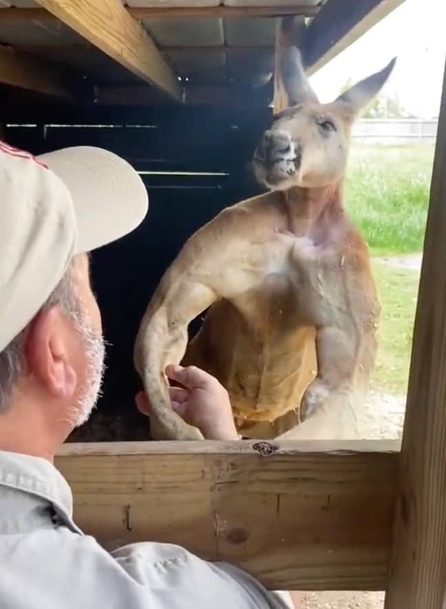 This kangaroo definitely didn't skip arm day. Credit: TikTok/@jayprehistoricpets