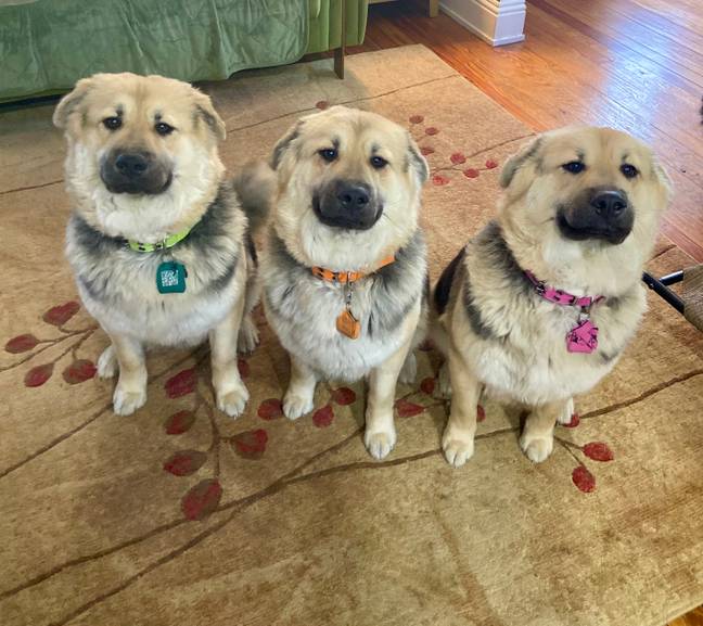The three cloned pups Osana, Osaki and Osani. Credit: Jam Press