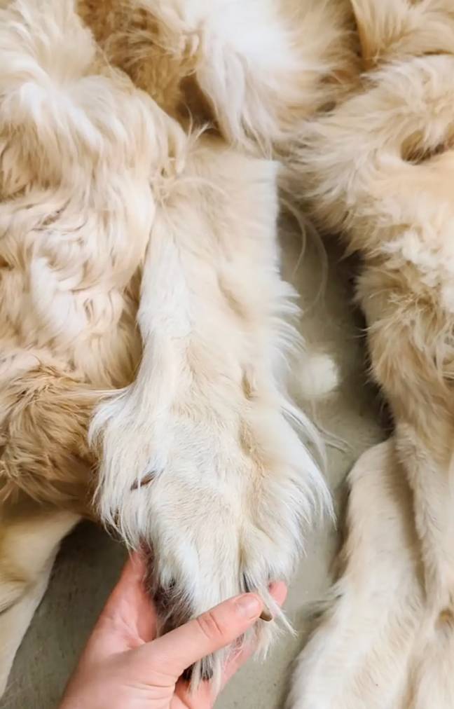 The fur even features the pup's claws. Credit: @chimerataxidermy/Instagram