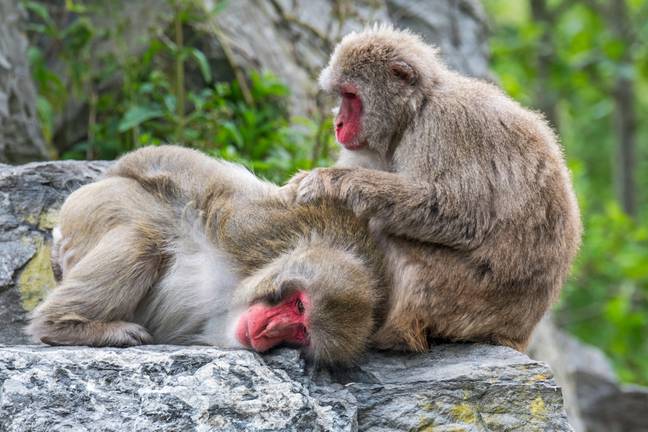 Japanese macaques teeth