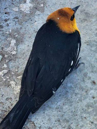 Yellow-headed blackbirds travel south to Mexico from Canada in the winter. (CEN)