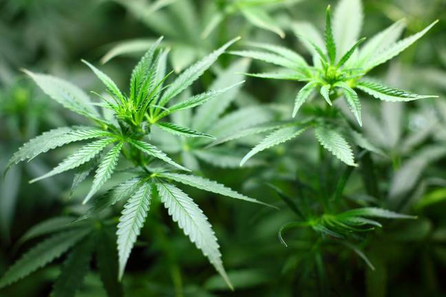 Cannabis plant. Credit: Pixabay