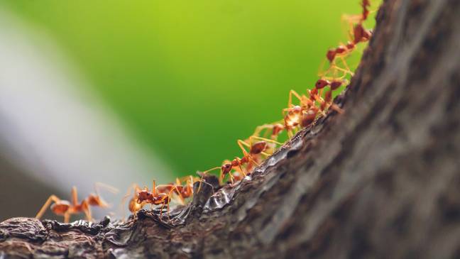 Ants work together in communities. Credit: PIxabay