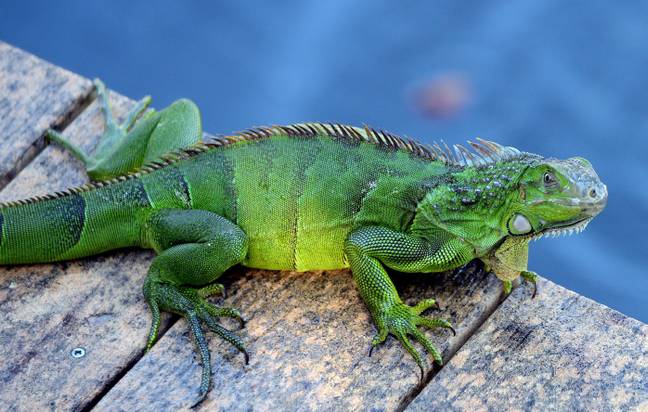 Freezing temperatures can stun iguanas (Alamy)