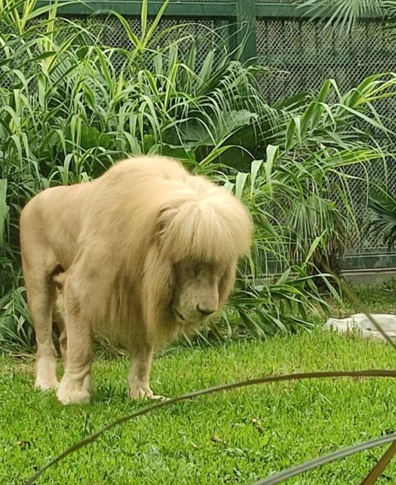 The zookeepers suggested that it was the high humidity that caused the lion's mane to hang downwards. Credit: Guangzhou Zoo/Weibo