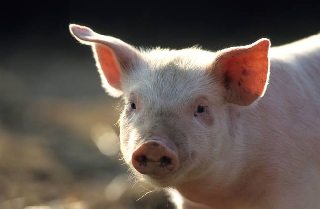 Scientists used a device to bring dead pigs hearts back to life an hour after death. Credit: WILDLIFE GmbH / Alamy Stock Photo