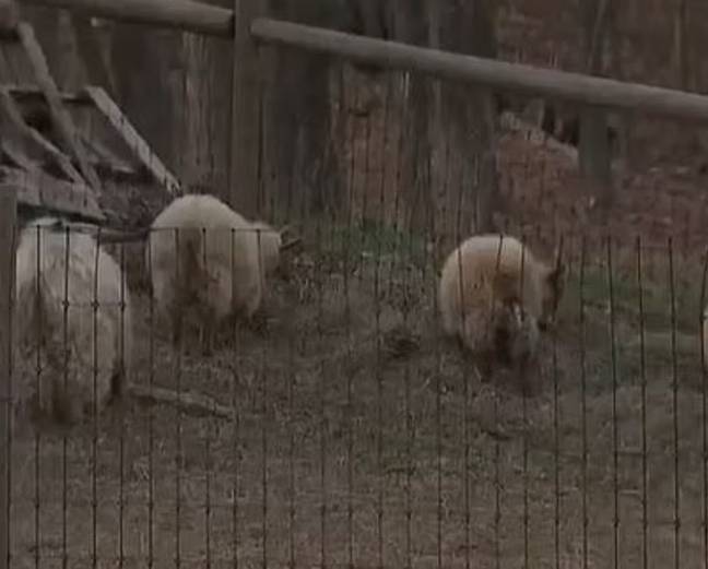 The sheep pen at the Cultivate Farms in Bolton. Credit: NBC News