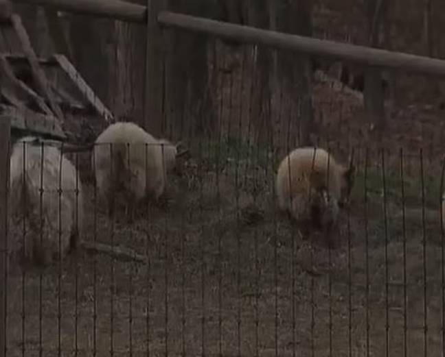 The sheep pen at the Cultivate Farms in Bolton. Credit: NBC News