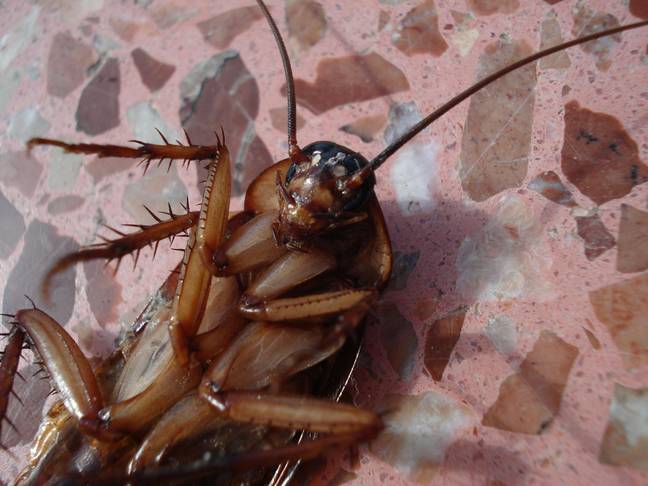 Cockroaches will be treated with traditional methods if the new technique fails. Credit: Pixabay