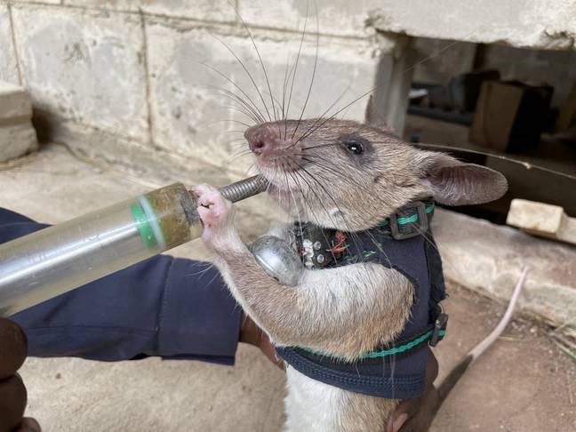 The rats carry little backpacks with location trackers ion them. Credit: SWNS 