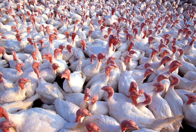 Thousands of turkeys were culled to prevent the spread of bird flu. (Alamy)