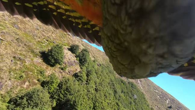 Parrot steals GoPro (Storyful)