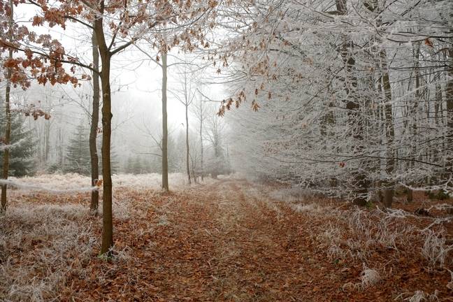 Frosty forest (Pixabay)