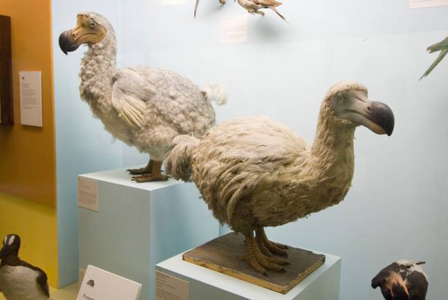 This is what the dodo is believed to have looked like. (Alamy)