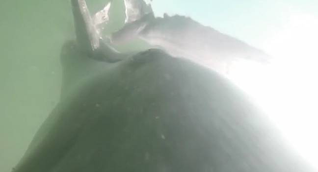 The dolphin catching its prey in the GoPro footage. Credit: Plos One