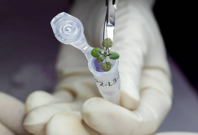 Scientists have grown plants in soil collected from the moon for the first time ever. Credit: NASA