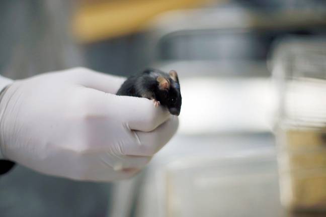 The discovery occurred using stem cells from mice. Credit: Alamy