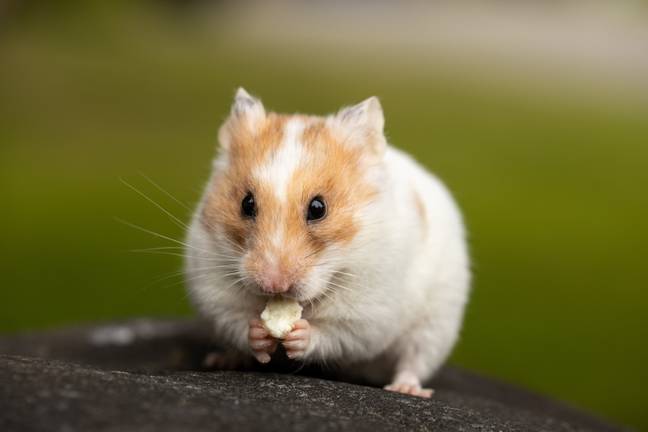 Thousands of hamsters have been culled. (Pexels)