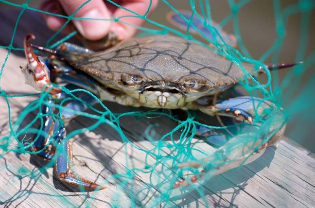         Blue crabs often force their way through fishing nets and nip anglers.  Credit: Luay Bahoora / Alamy Stock Photo