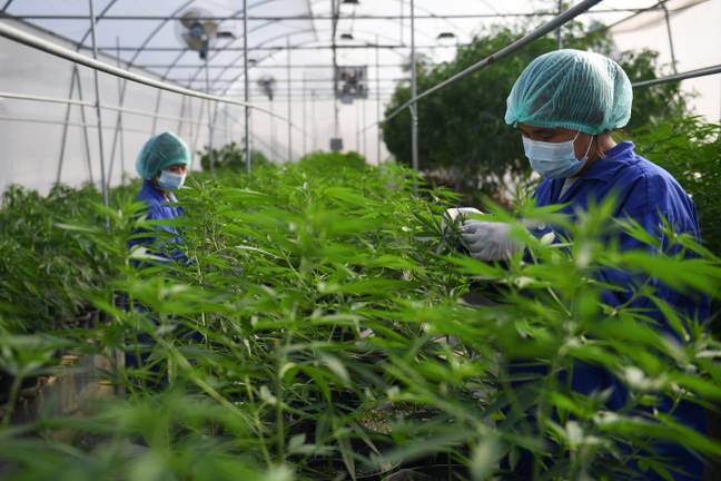 Thailand was the first Southeast Asian country to legalise cannabis. Credit: Alamy