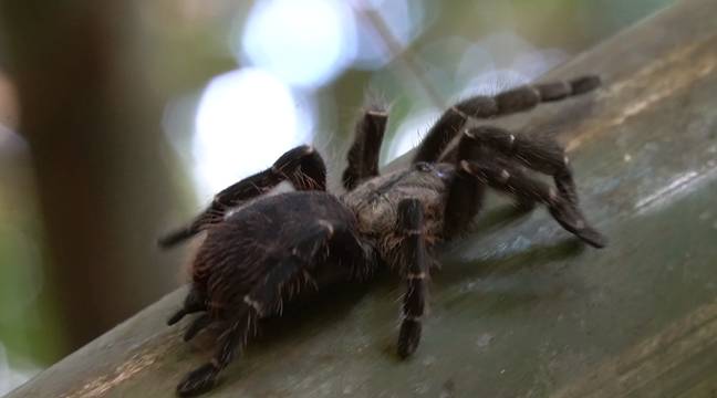 The tarantula is the first of its kind found anywhere in the world. (JoCho Sippawat)