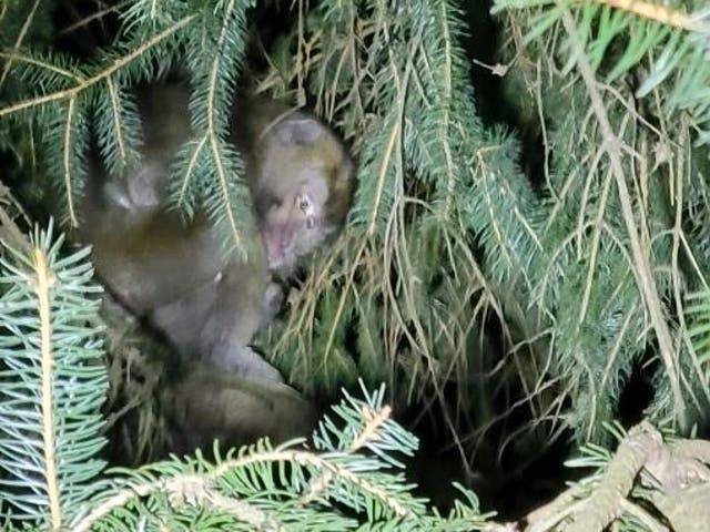 The monkeys were on route to a testing laboratory in Florida when the fateful incident occurred (Pennsylvania State Police)